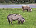 170 Pigs in the New Forest